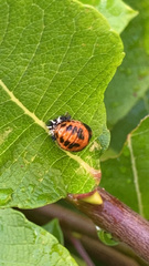 Coccinellidae