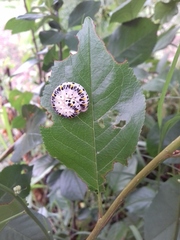 Cimbex quadrimaculatus