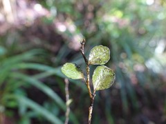 Melicytus micranthus