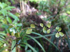 Melicytus micranthus