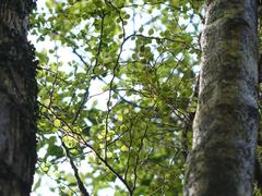 Melicytus micranthus