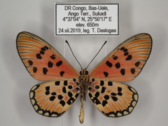 Acraea buettneri