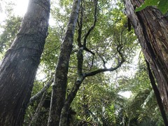 Melicytus micranthus