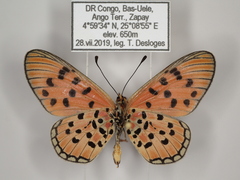 Acraea buettneri