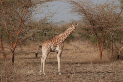 Giraffa camelopardalis antiquorum