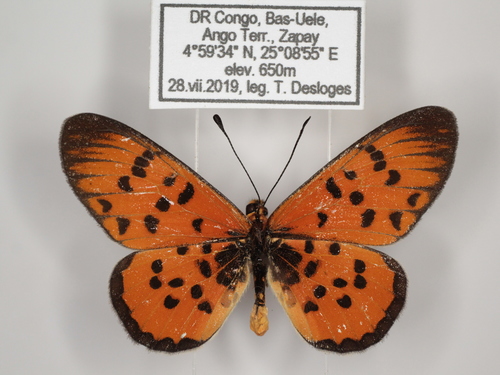 Buettner's acraea