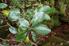 Brachyglottis buchananii