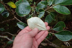 Brachyglottis buchananii