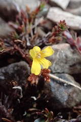 Euphrasia cockayneana