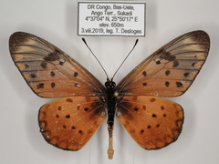 Acraea pseudegina