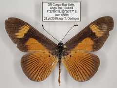 Acraea tellus tellus