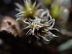 Racomitrium pruinosum