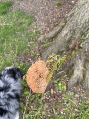 Callirhytis quercusoperator