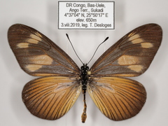 Acraea lycoa