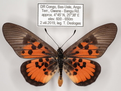 Acraea abdera abdera