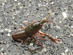 Procambarus clarkii