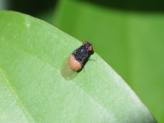 Minettia longipennis