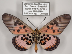 Acraea abdera abdera