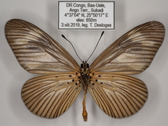Acraea lycoa