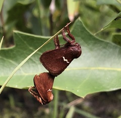 Monoleuca semifascia