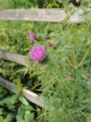 Cirsium vulgare