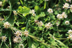 Trifolium repens