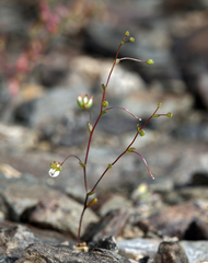 Nemacladus morefieldii