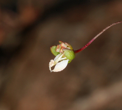 Nemacladus morefieldii