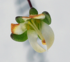 Nemacladus morefieldii