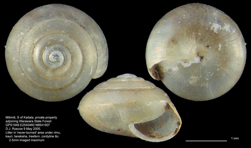 Phrixgnathus alfredi