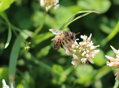 Apis mellifera