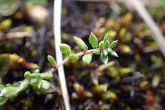 Euphrasia wettsteiniana