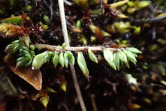 Euphrasia wettsteiniana