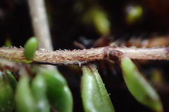 Euphrasia wettsteiniana