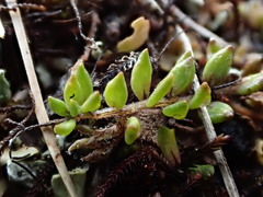 Euphrasia wettsteiniana