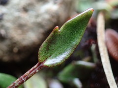 Ranunculus gracilipes