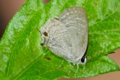 Sinthusa chandrana