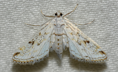 Parapoynx allionealis