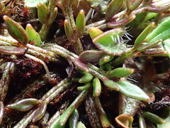 Ranunculus gracilipes