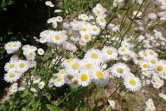 Erigeron philadelphicus