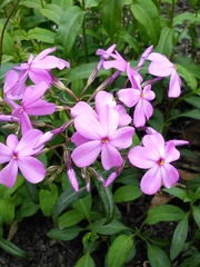 Phlox ovata