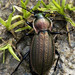 Necklace Ground Beetle - Photo (c) James K. Lindsey, some rights reserved (CC BY-SA)