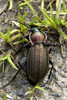 Necklace Ground Beetle - Photo (c) James K. Lindsey, some rights reserved (CC BY-SA)