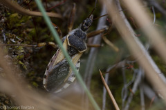 Rhynocoris ventralis