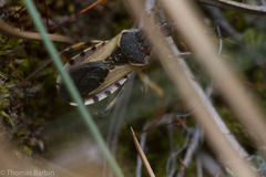 Rhynocoris ventralis