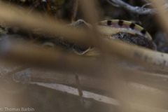 Rhynocoris ventralis