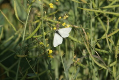Pieris napi