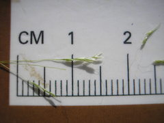 Agrostis elliottiana