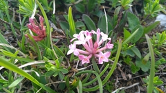 Daphne striata