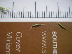 Agrostis elliottiana